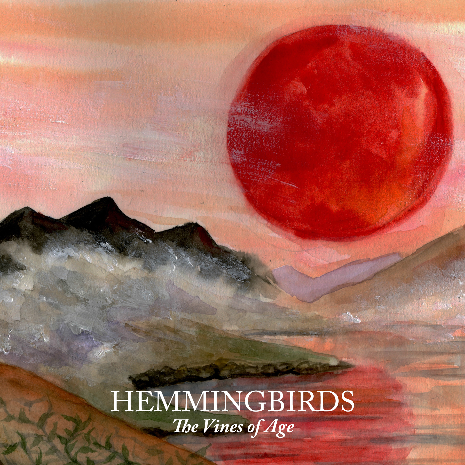 Hemmingbirds -  The vines of age