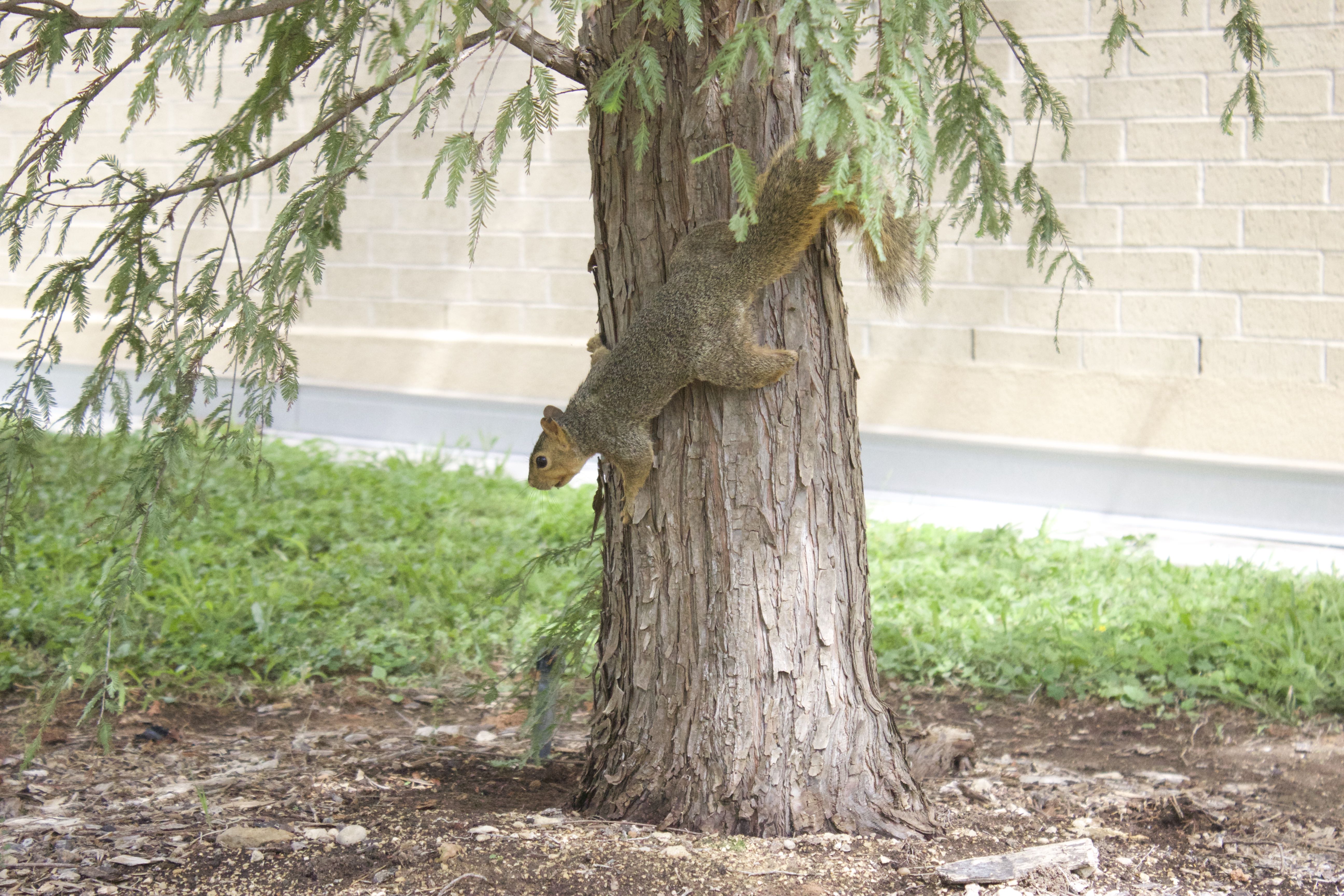 Earth Day squirrel on tree
