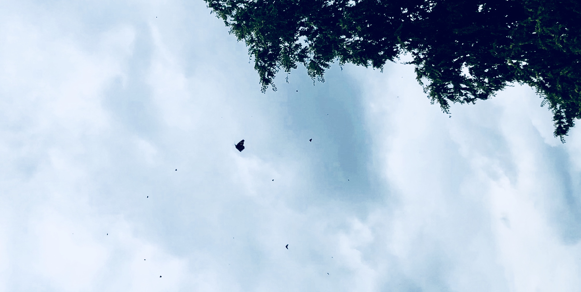 Butterflies on the move