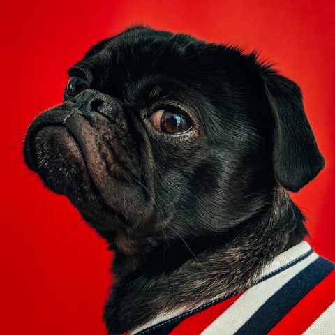 A black pug looking into the camera with a modest expression wearing a navy, white and red striped shirt upon a red background.