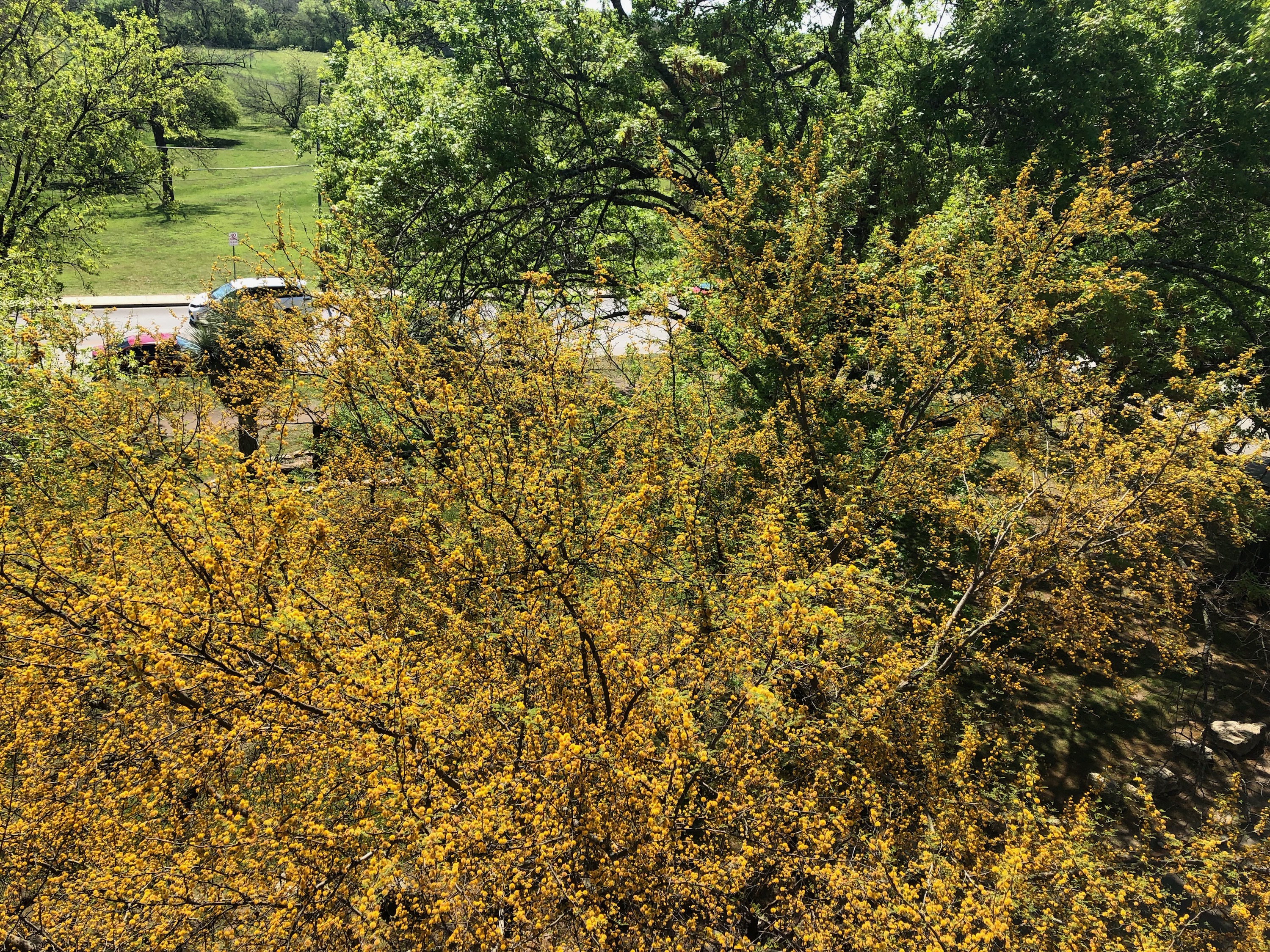 A yellow flowering huisache tree taken below a balcony.