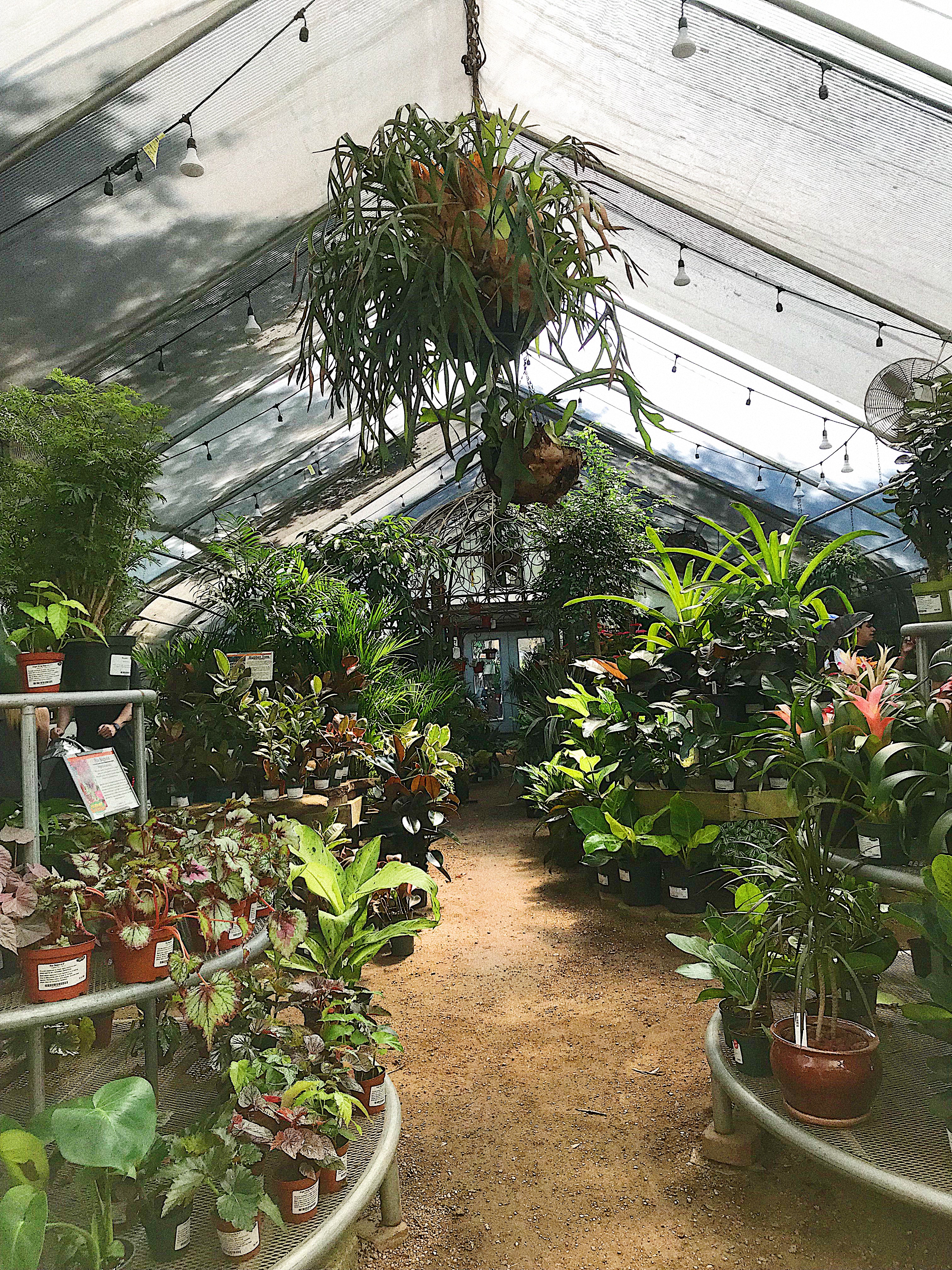 A lush greenhouse containing tons of displays of houseplants.