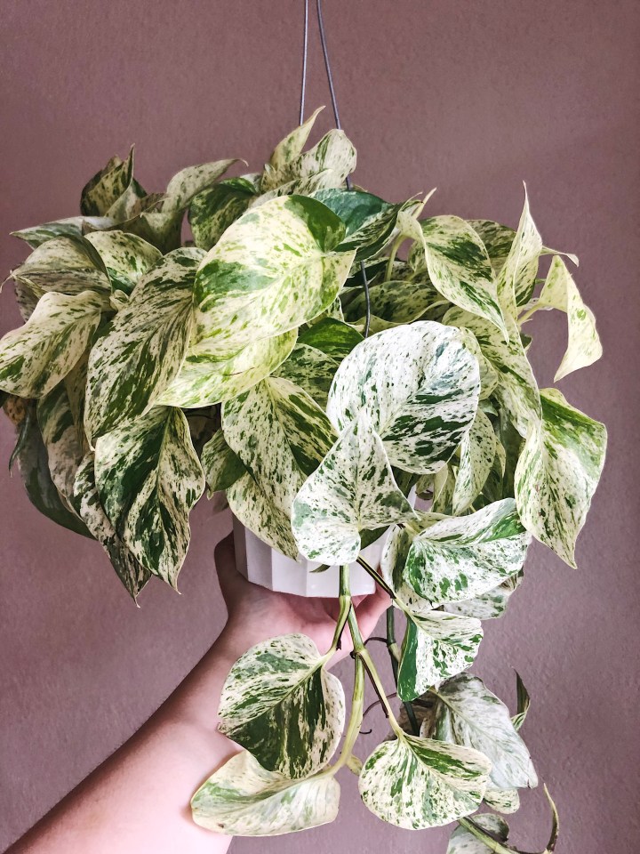 This snow queen pothos is a large, trailing ivy plant with heart shaped leaves that appear variegated with green and white.