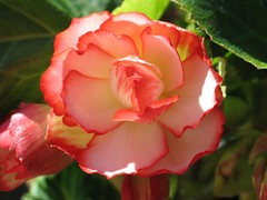 An orange Begonia