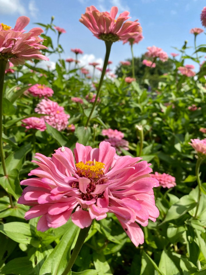 pink flowers