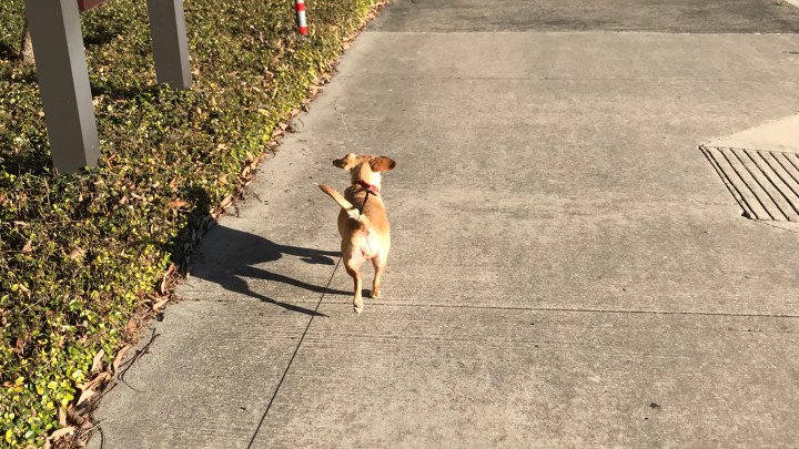 Image of blonde ChiWeenie dog on leash walking on sidewalk.