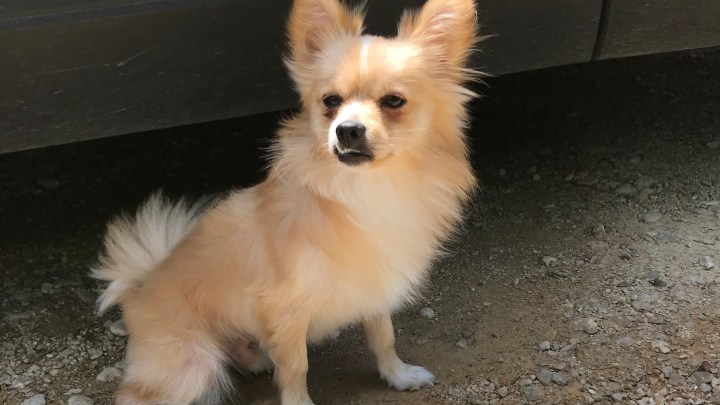 Image of blonde Pomeranian dog, sitting next to car in shade.