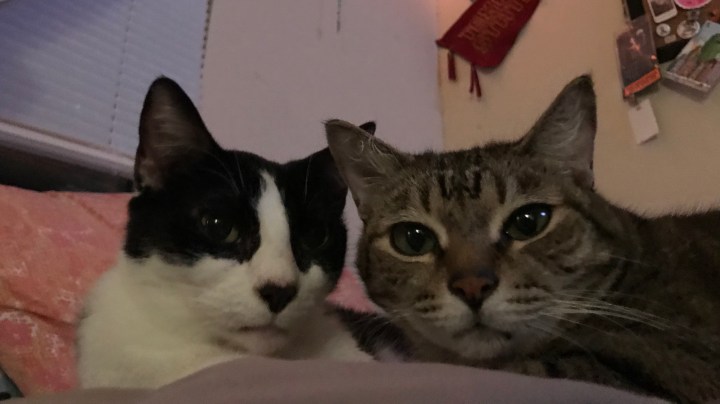 Image of black and white tuxedo cat and beige striped tabby cat.
