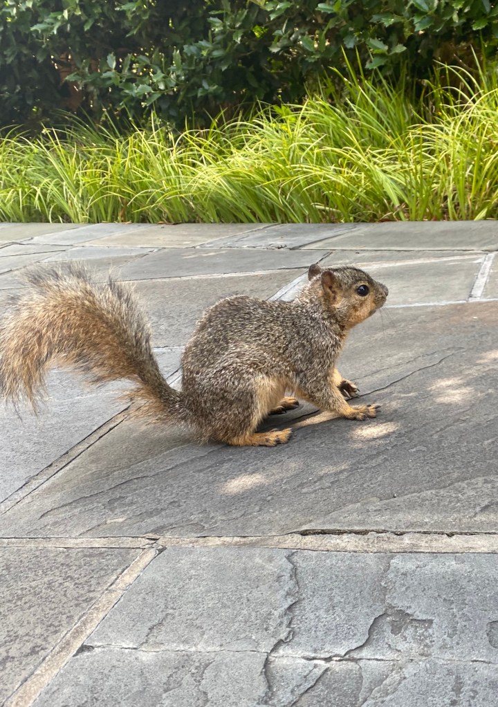 squirrel
