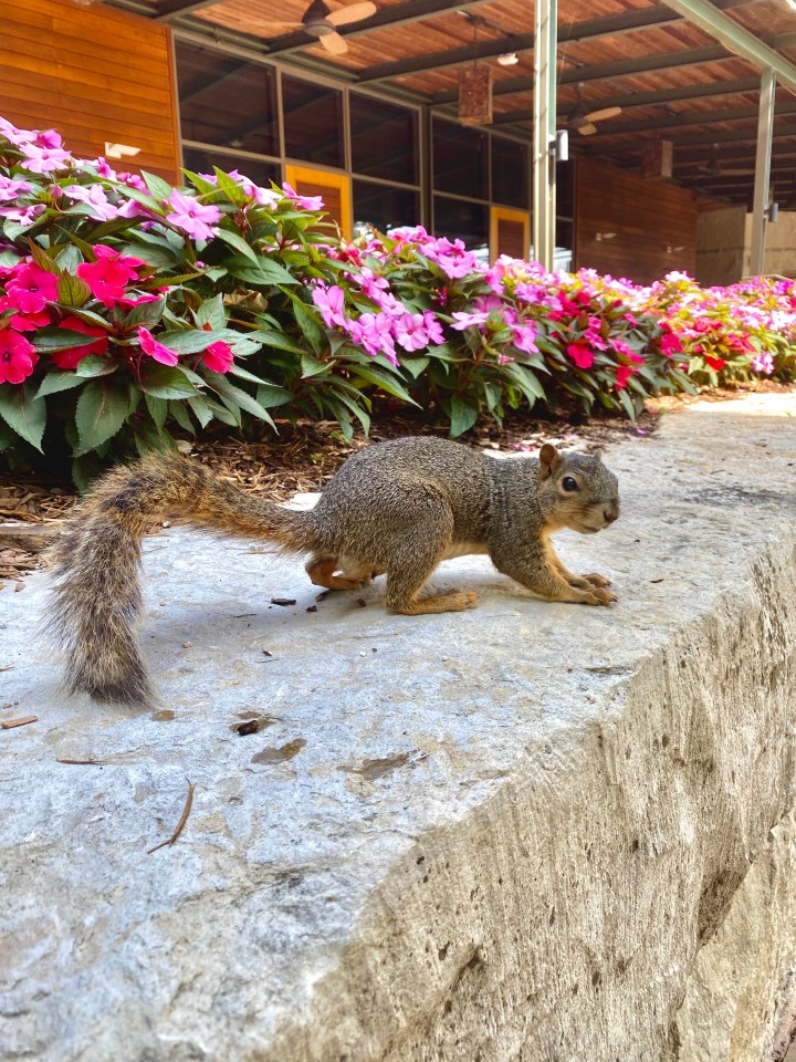 squirrel