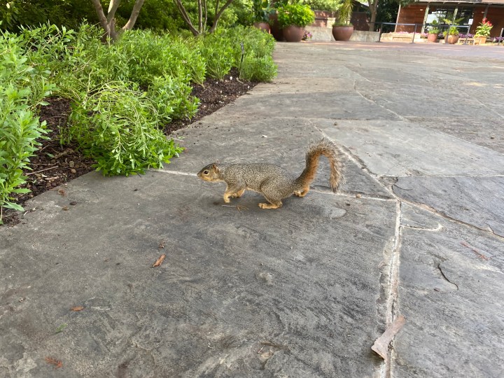 squirrel