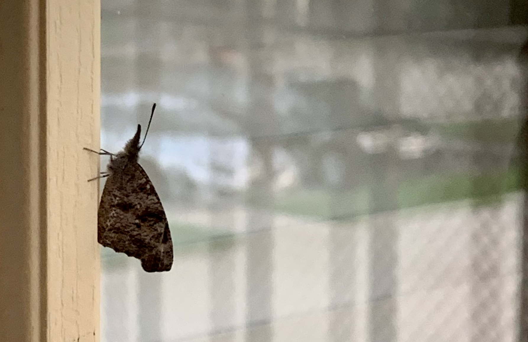Photo of snout butterfly on the window