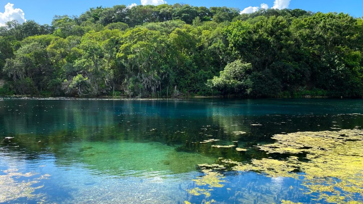 An image of a spring lake with trees and a skyline in the background