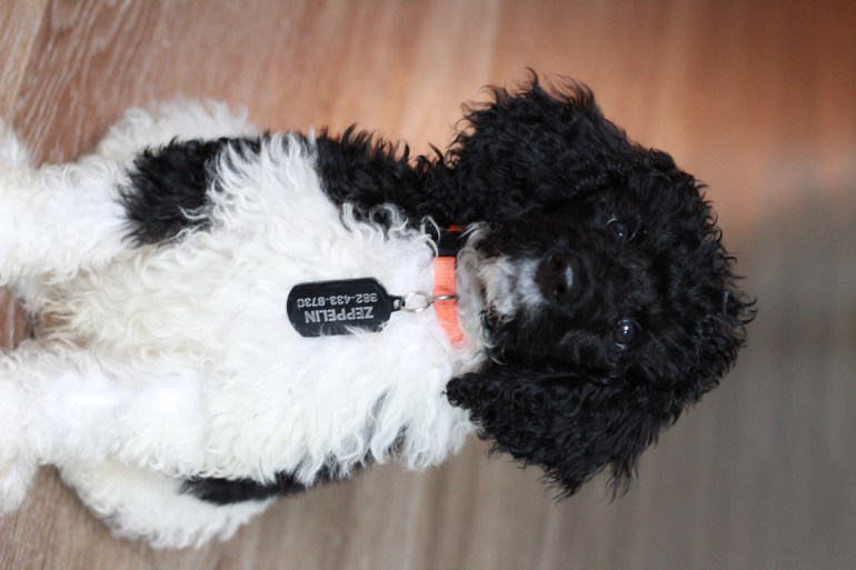 A black and white poodle sitting up straight.