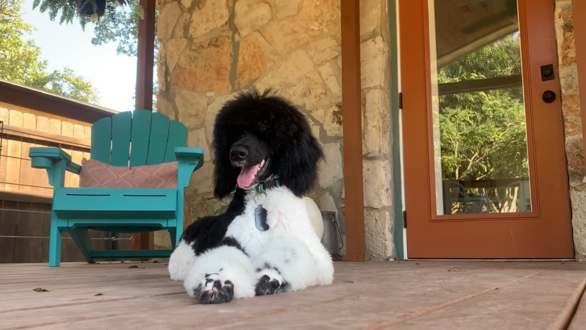 An image of a black and white poodle sitting on a pouch with a blue chair in the background