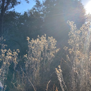 The sun shines in the background casting light over a wild plant at Purgatory Creek Natural Area.
