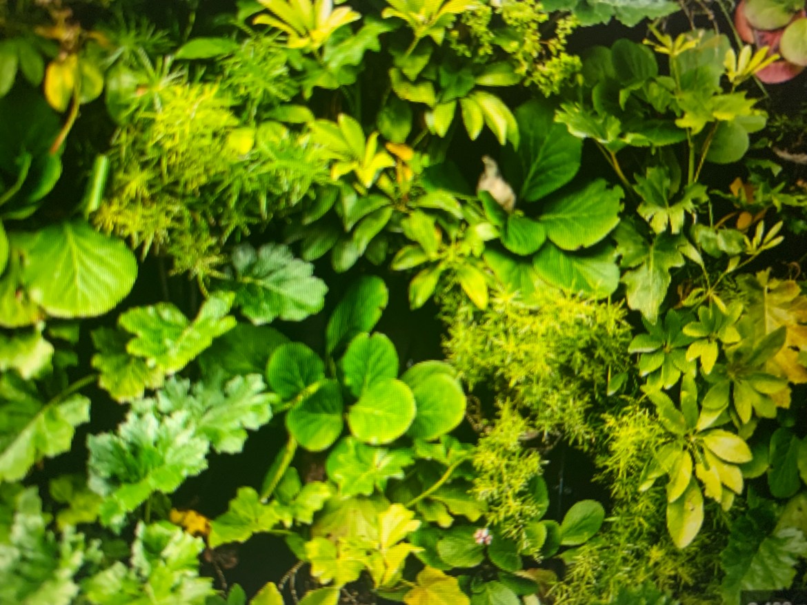 A combination of different types of green plants.