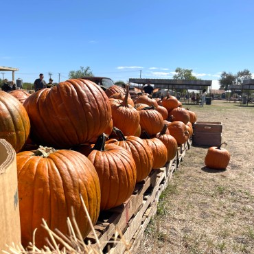 Pumpkins in bins for people to look at and purchase