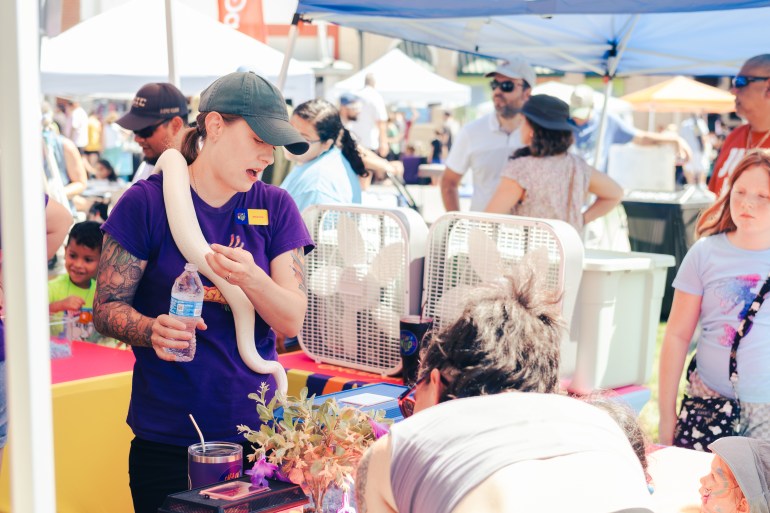 Petting zoo worker in a purple shirt is handling a pale-yellow boa snake as people observe or pass by in the background.