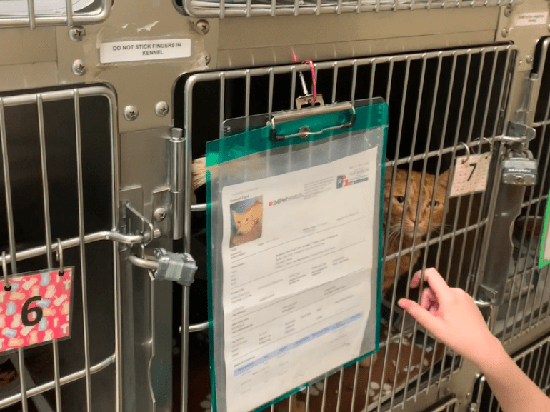 an orange cat in a kennel that is stacked on top of other kennels