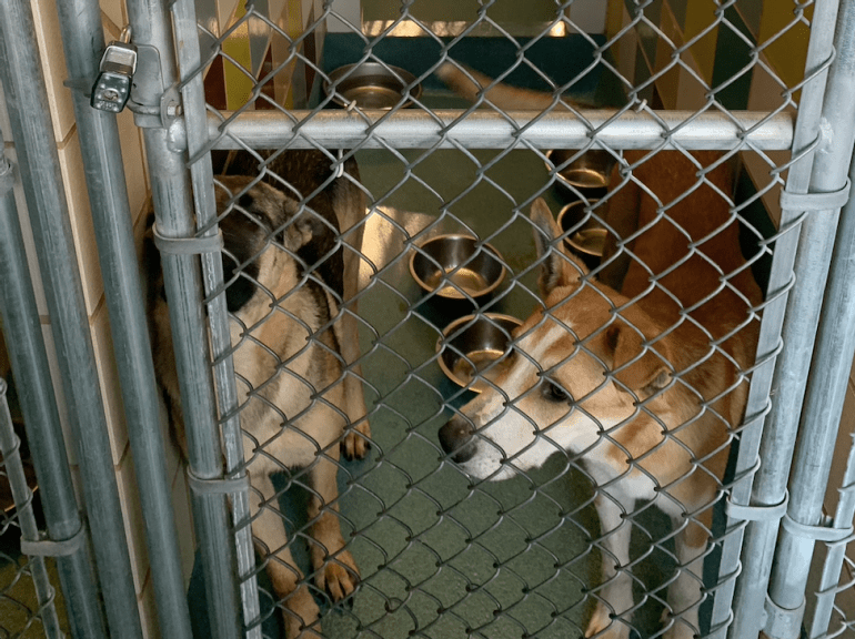 two dogs in a kennel at the SMTX regional animal shelter