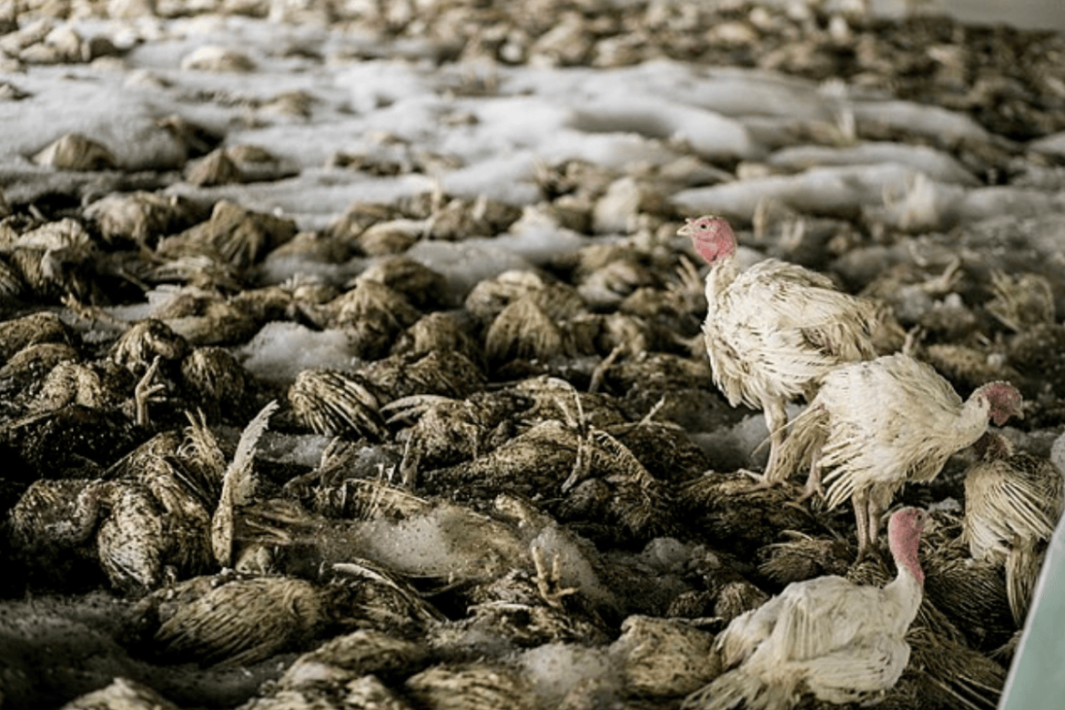 Dead birds.