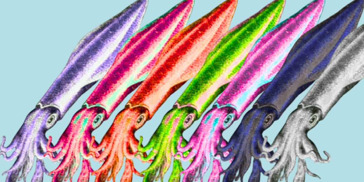 Seven squids lined up in an angle. Each squid is a different color ranging from light purple, red violet, orange, green, pink, dark blue, and grey.